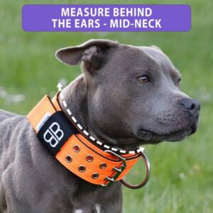 5cm Sporting Dog Collar - NO HANDLE - Black